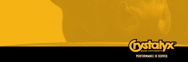 Navigation Bar Logo